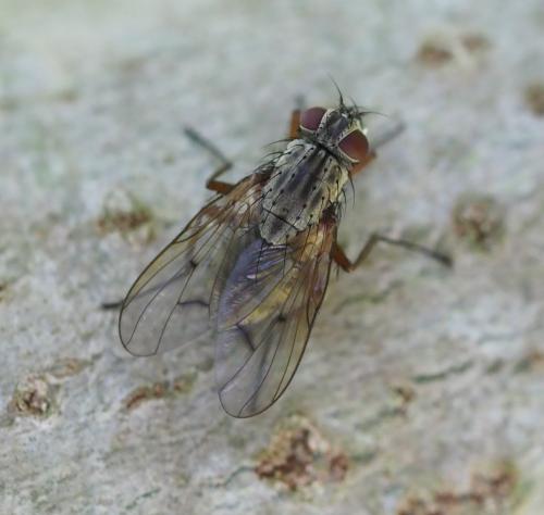 Réf. 261 987 : Helina sexmaculata